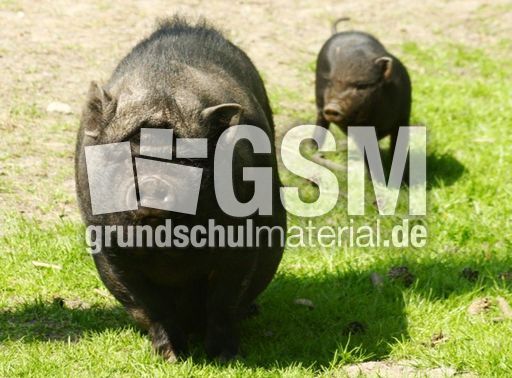 Hängebauchschwein-7996.jpg